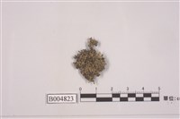 藏品(黃髓黑盤衣)的圖片